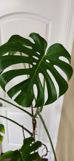 Large Monstera Deliciosa Live Plant