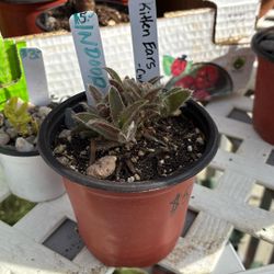 ‘Kitten Ears’ Plant, $5