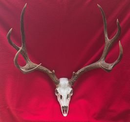 Mule Deer Skull and Antlers Huge