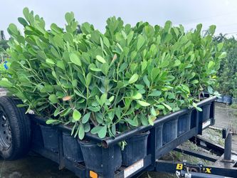 clusias and podocarpus  4  feet tall over the pot Instant privacy Hedge for fence green full $20