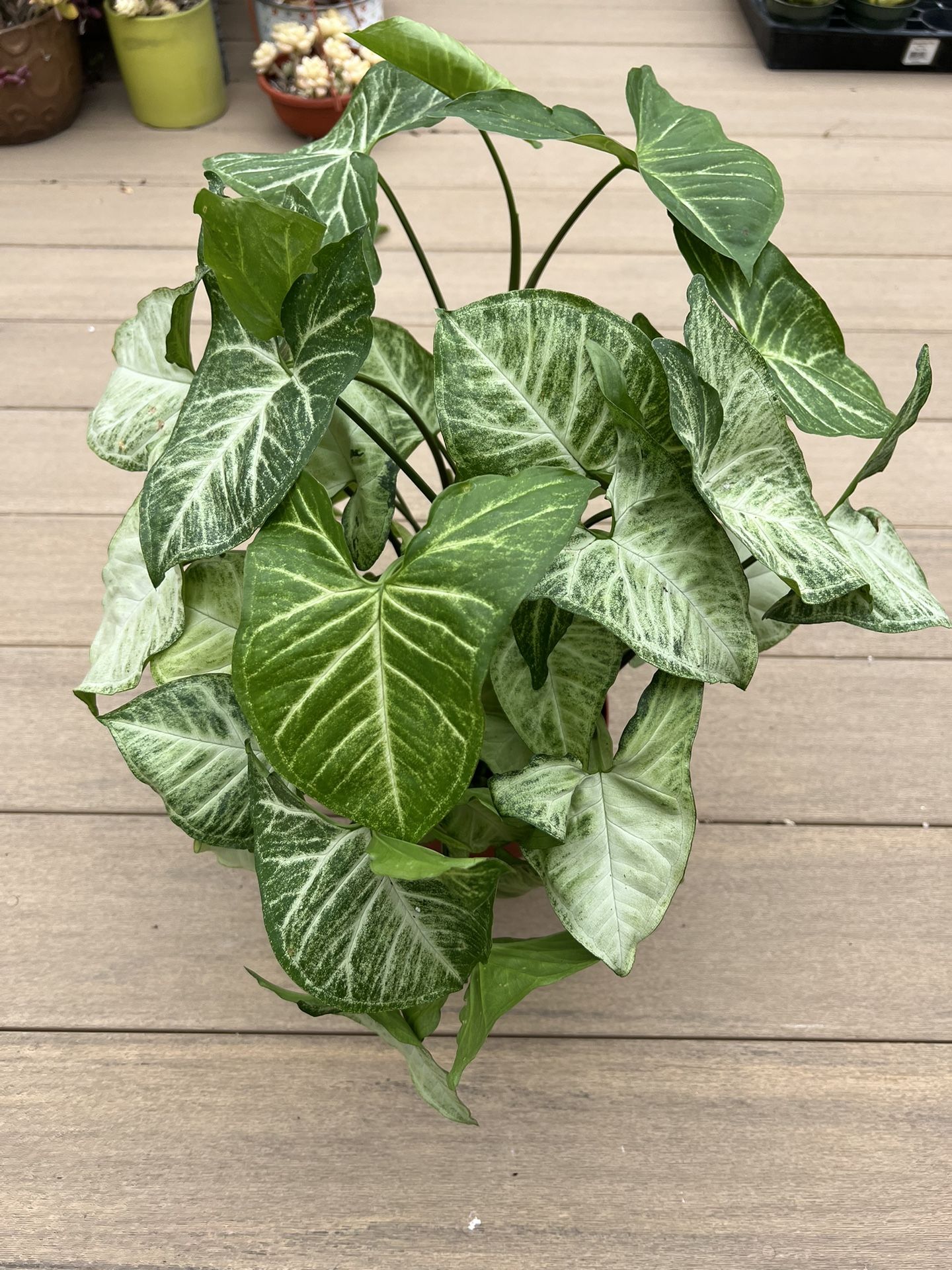 Syngonium arrowhead Plant, Live plant comes in 6” nursery pot. Check profile for more 🪴