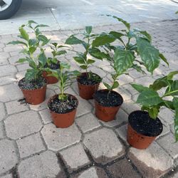 Coffee Tree 10$ Each