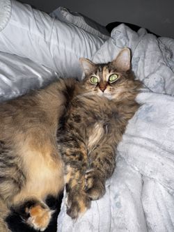 Azar Vintage Sewing Basket 