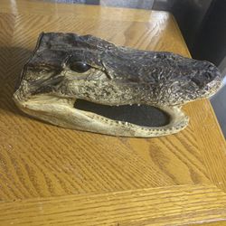 Small Crocodile Head