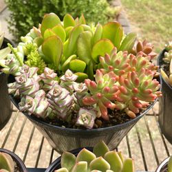 Succulent Plants Arrangements in Covina