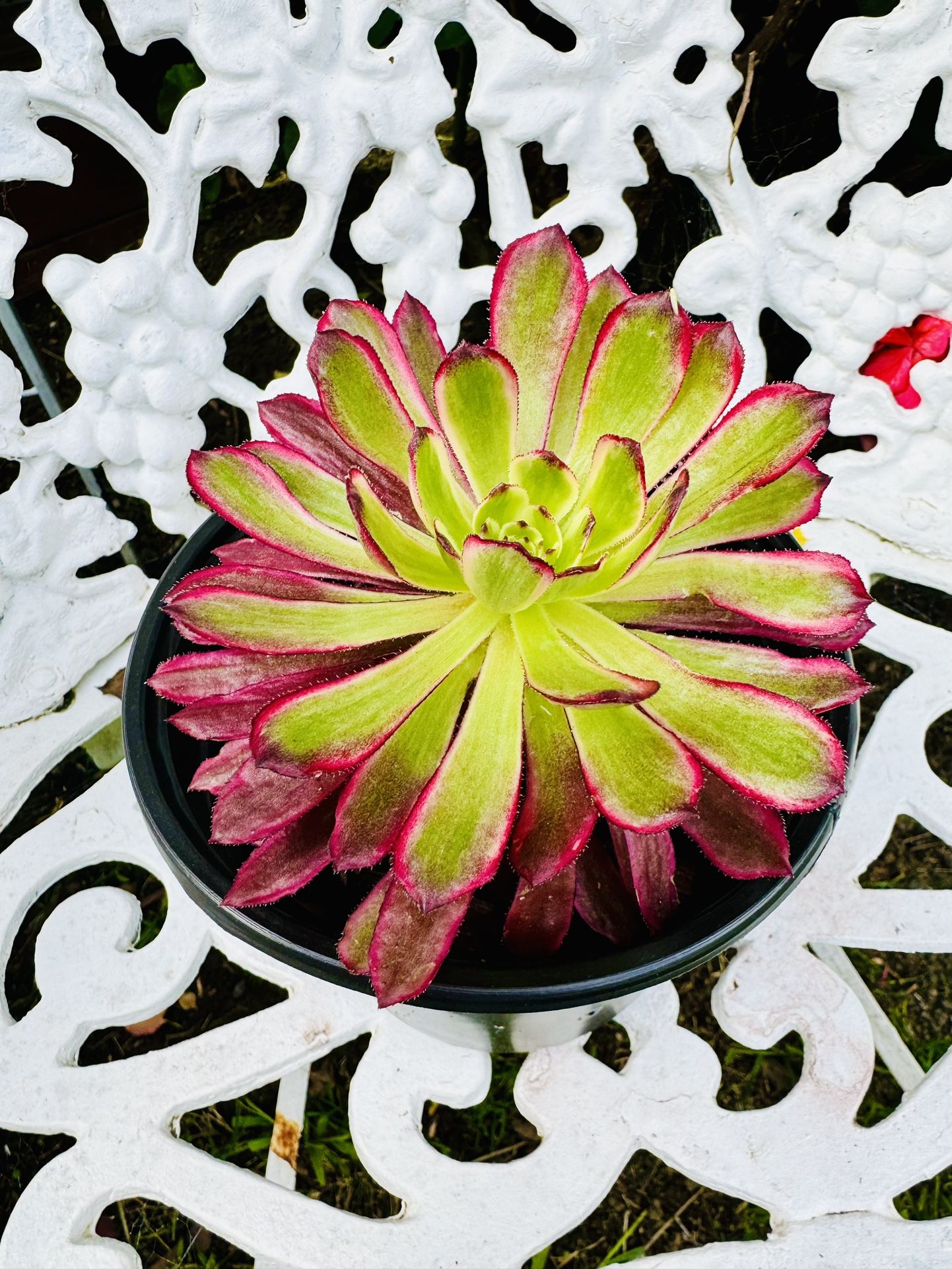 Rare Mardi Gras Aeonium Succulent Plant