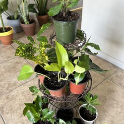 Plants For Sale  Small Plants 5 Each