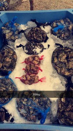 Fresh oysters!