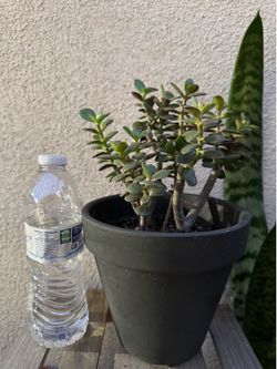 Small Jade plant
