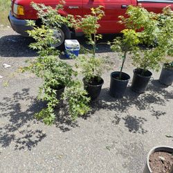 Japanese Maple 