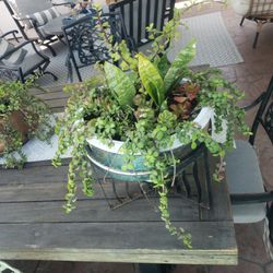 Beautiful succulent arrangement 