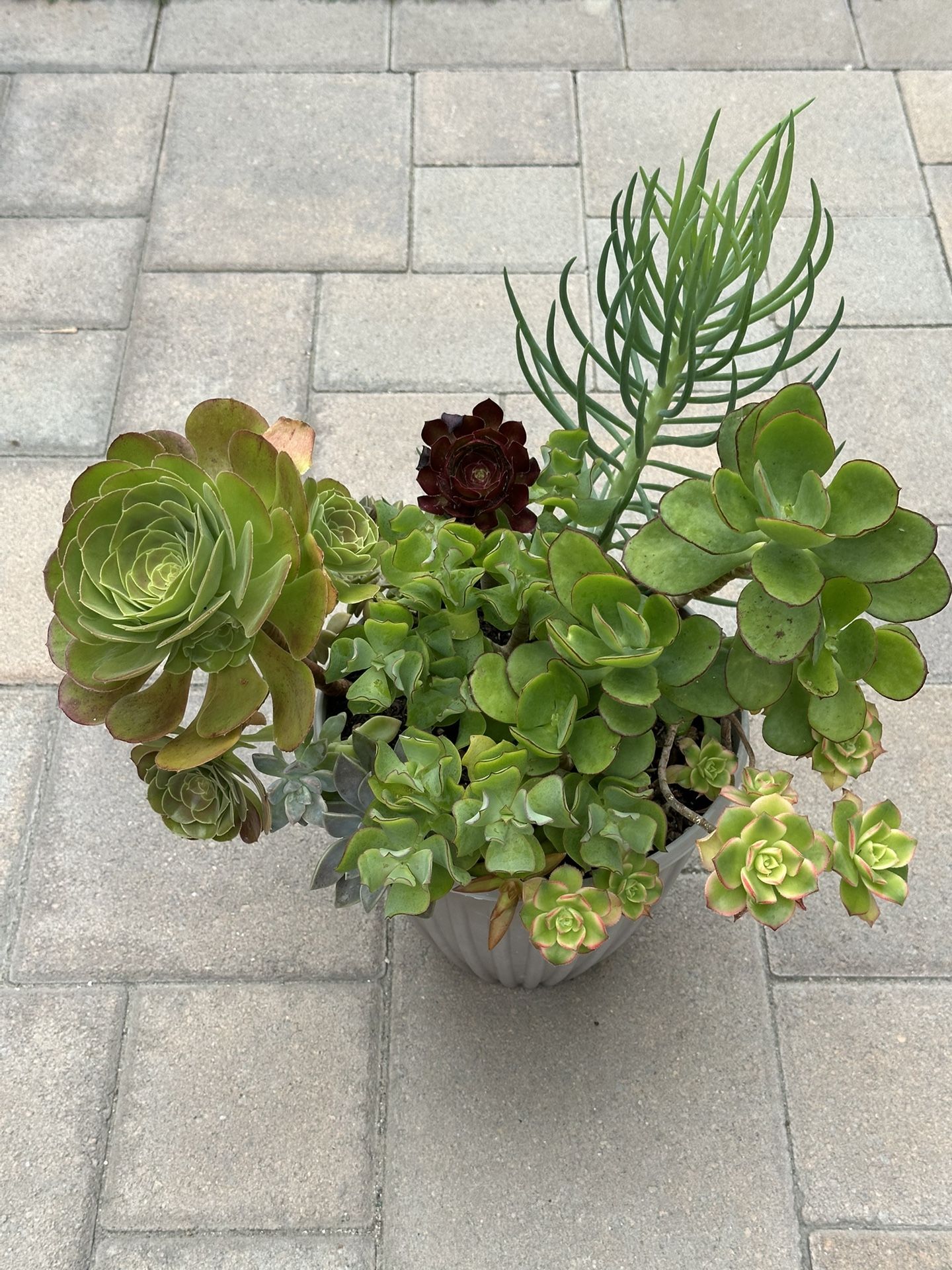 Assorted Succulent Plants
