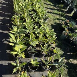 Fox Tail Agaves 