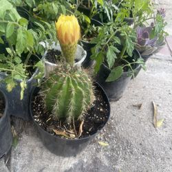 Cuctus Plant Big Size