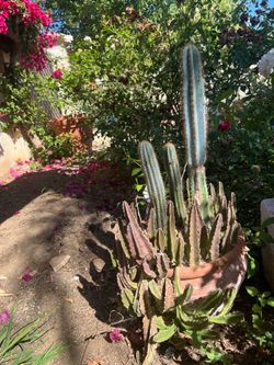 Large terracota filled with succulents