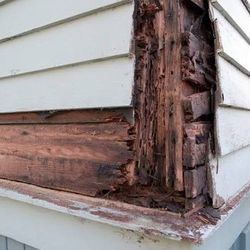 Rotted Wood 