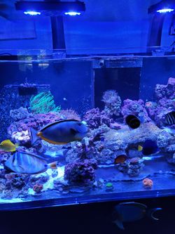 JBJ ATO Aquarium Fish Tank Reef