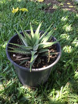 Zebra Plant