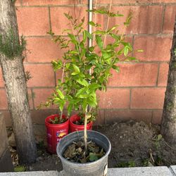 Pomegranate Plant