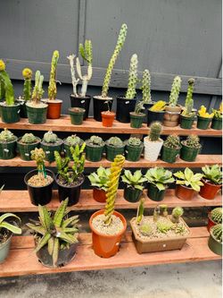 $30 each cactus imported
