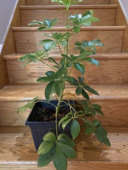 Schefflera Plant
