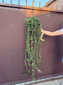 6” XL variegated hindu rope hoya blooming