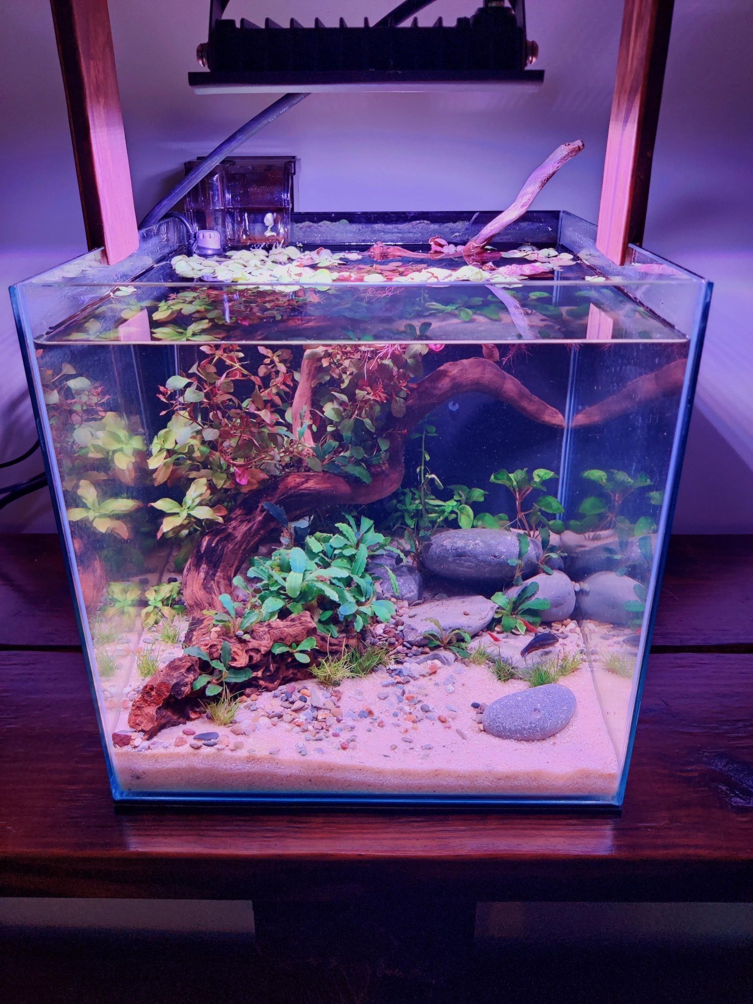 Fish Tank 
