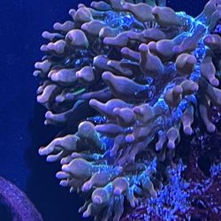Reef Aquarium Corals