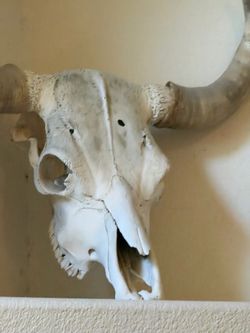 Real Bull Skull