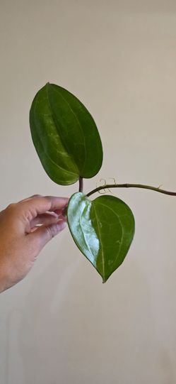 Hoya Sarawak Creme