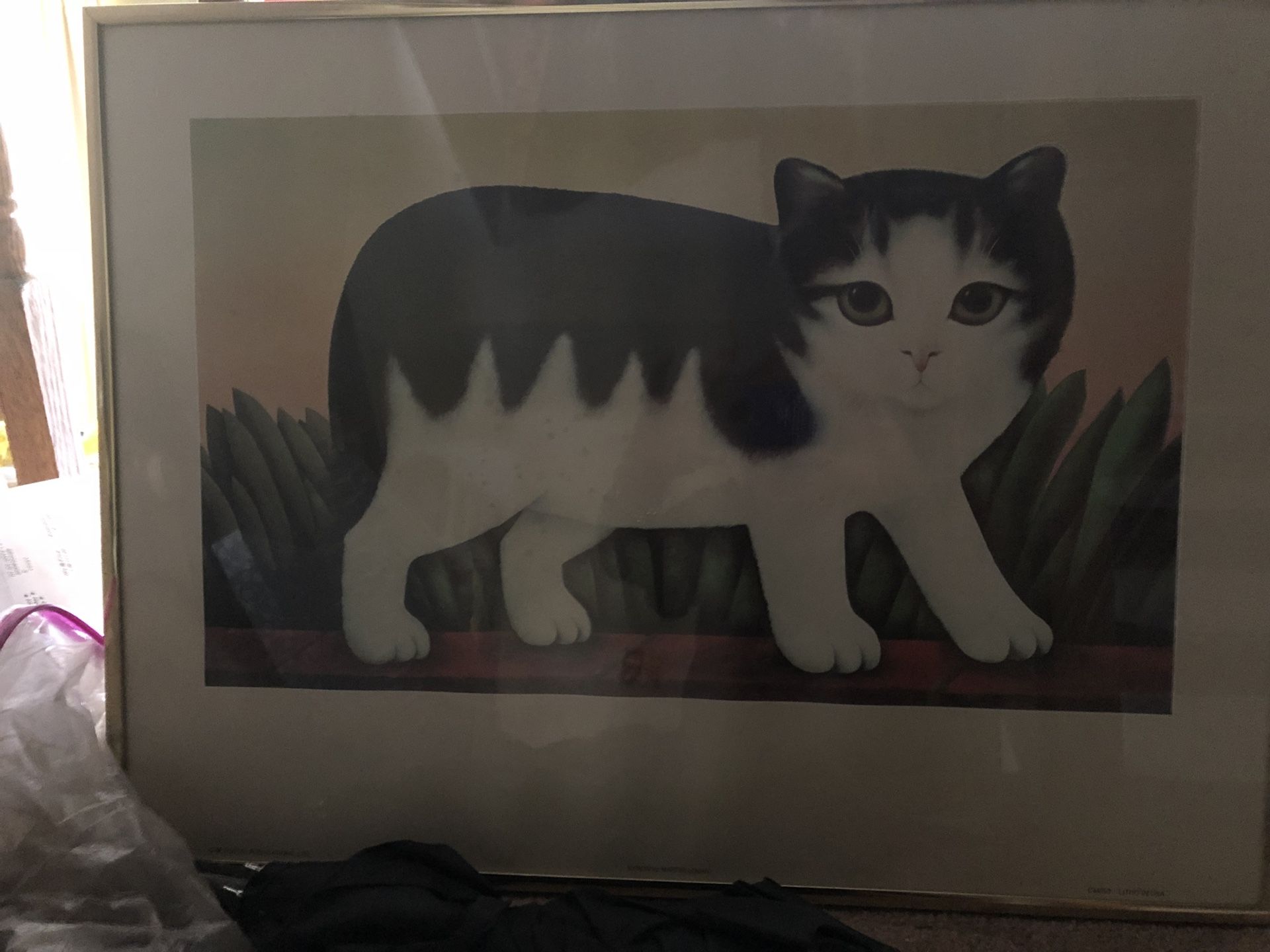 Framed picture of a cat