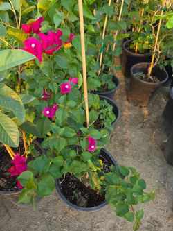 Bougainvillea mayami