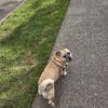 Minicorndogs