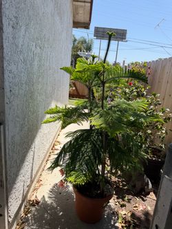 Norfolk Island Pine Tree 6 feet tall
