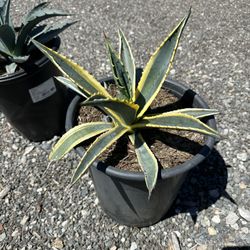 Agave
