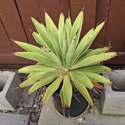 Large Agave In 5 Gallon Pot