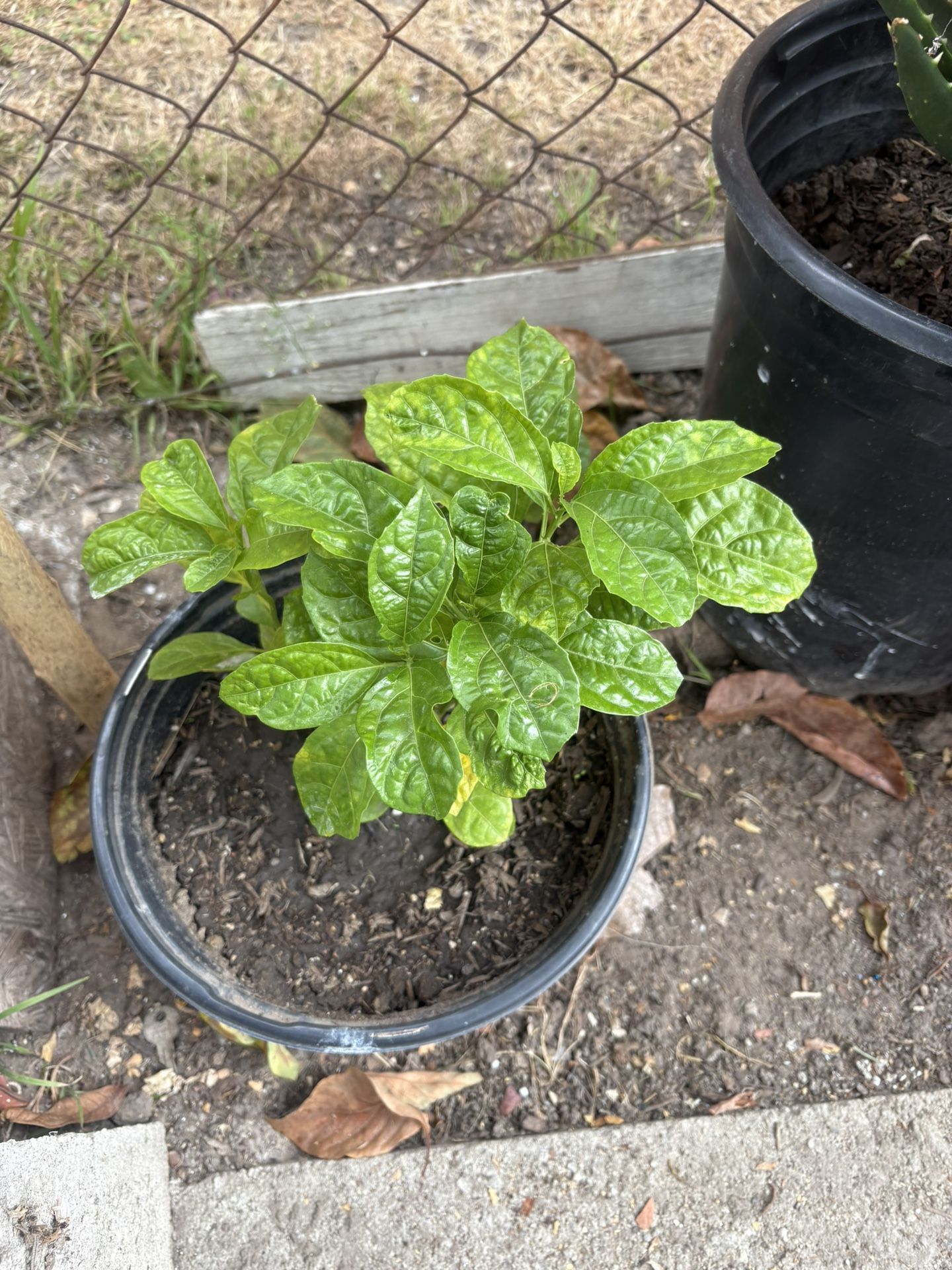 Vendo Planta de Maracuya 