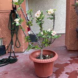 Corona De Cristo La Yogurt