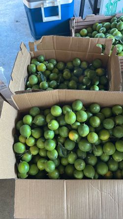 Great Green Lemons 40 Pound Box  ‘ $30. A Box 