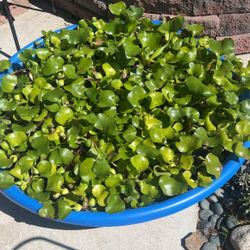Fresh Health Water Hyacinths for Sale!