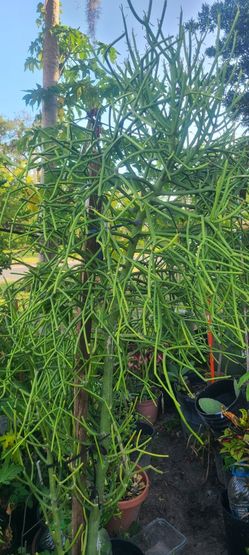     Beautiful.   Big  Pinceal  Cactus 