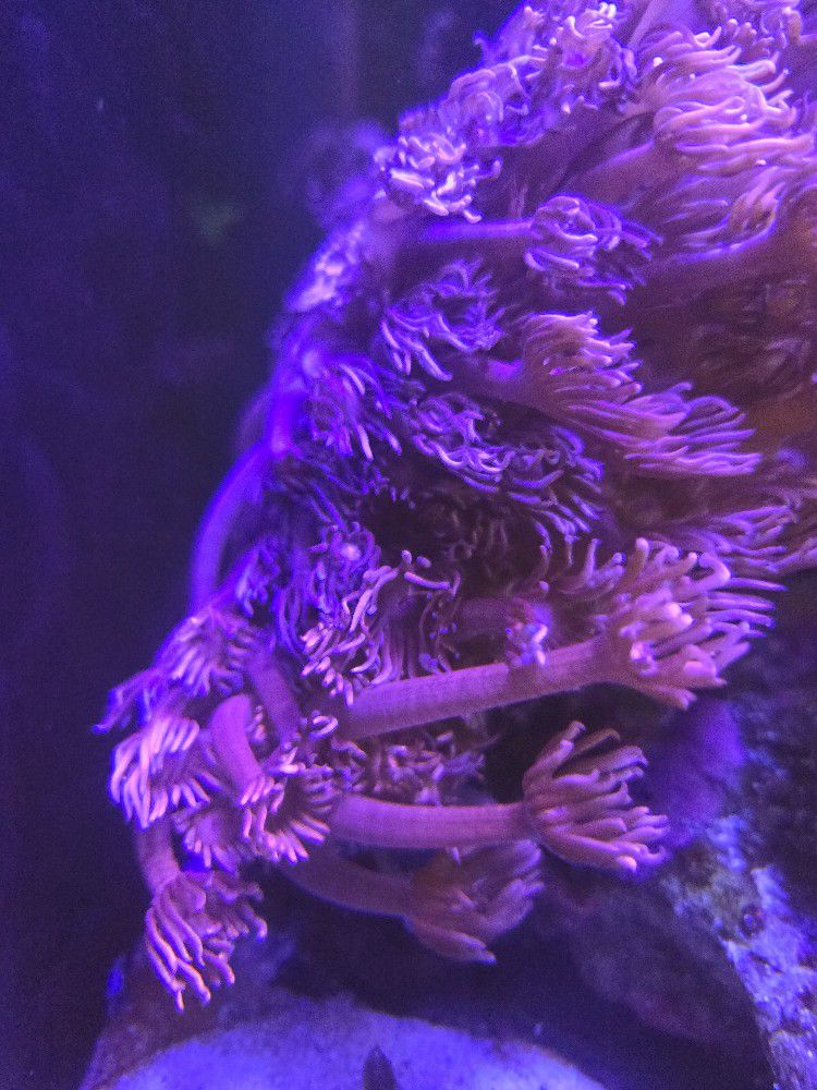 Saltwater Coral 