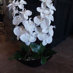 Fake Orchid Plant.