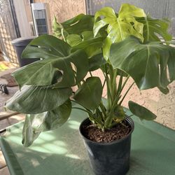 Monstera Deliciosa