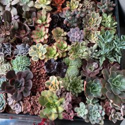 Succulents 