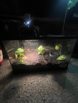 10 gallon Terrarium Pacman frog