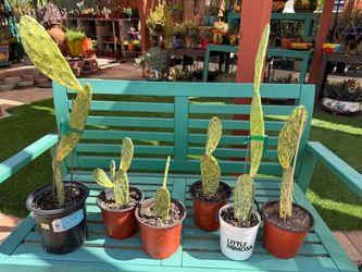 Variegated Opuntia SUNBURST Cacti Plants