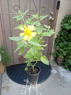 planta de arnica