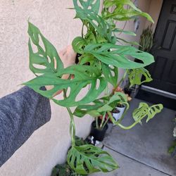 Monstera Swiss Cheese Plant $18