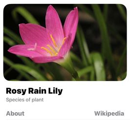 Rosy Rain Lily Day Lily Plant Pink Flower